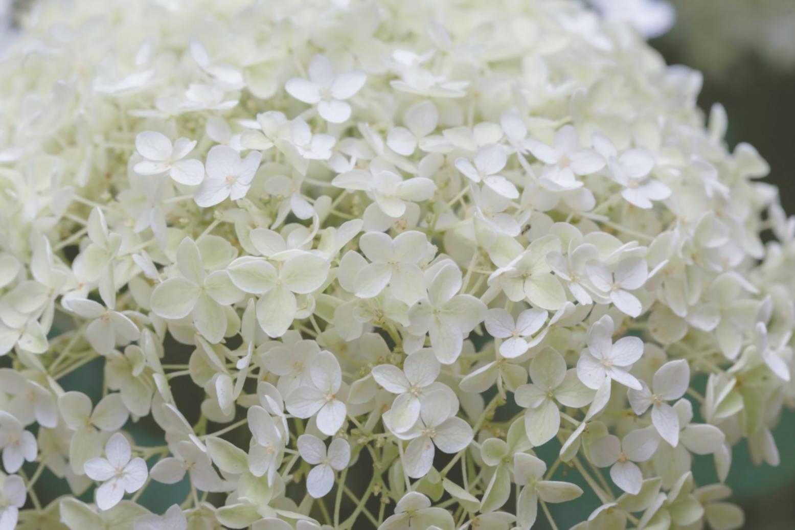 Local flower cultivation partnership showcasing sustainable sourcing practices